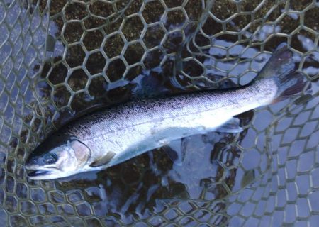 アルビノを狙い撃ち ～平谷湖フィッシングスポット～